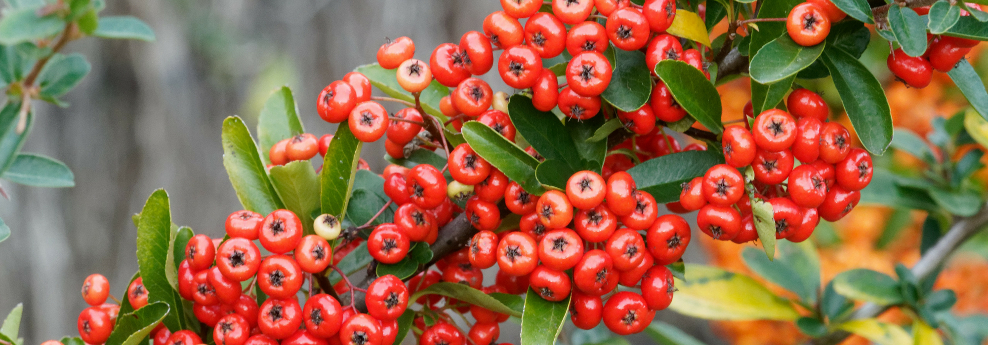 Pyracantha, firethorn: planting, pruning and care