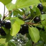 Rhamnus, buckthorn: planting, pruning and care