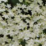 Elder: planting, growing, pruning