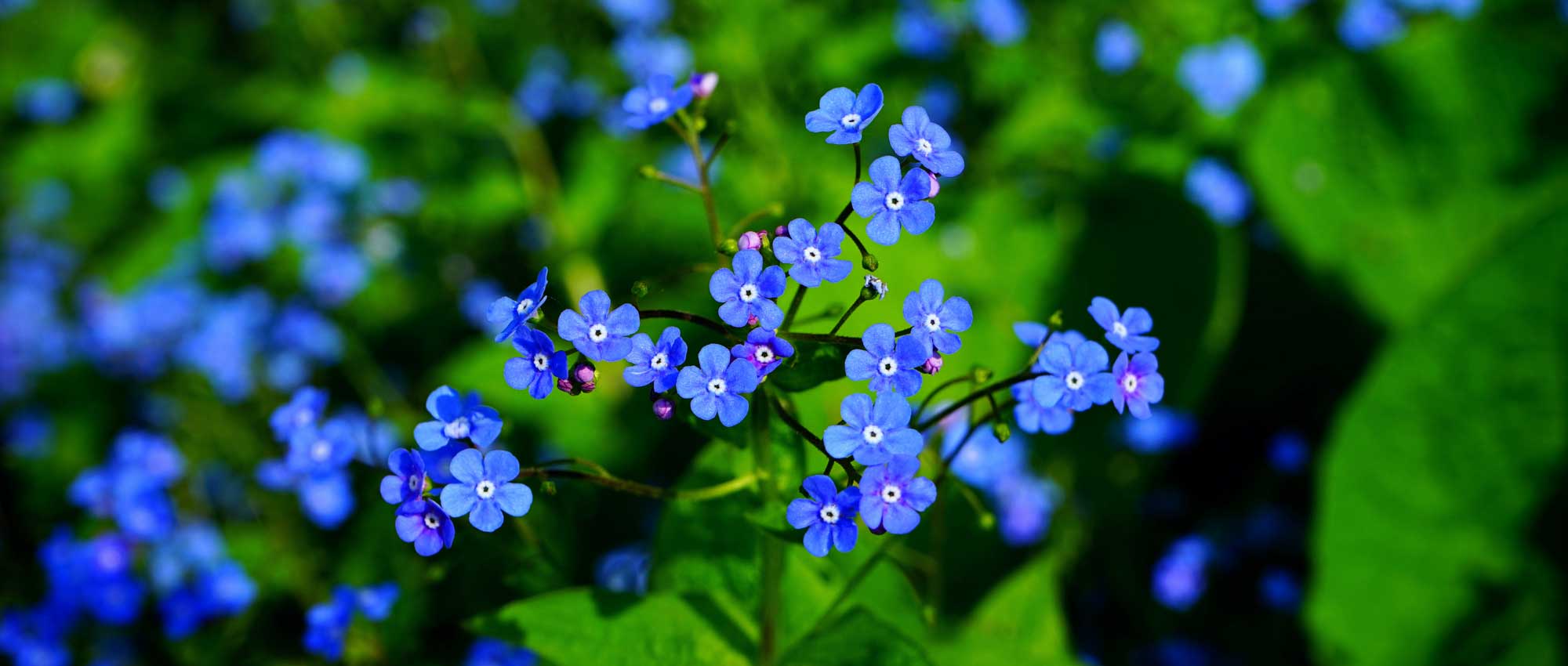 Brunnera, Myosotis of the Caucasus: planting, growing and maintenance