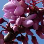 Cercis, Judas tree, eastern redbud: planting, pruning and care
