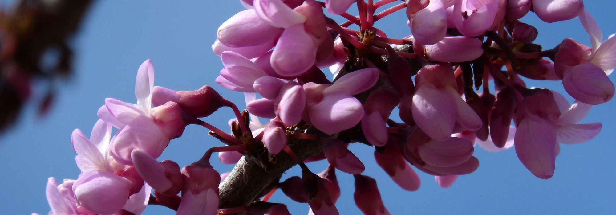 Cercis, Judas tree, eastern redbud: planting, pruning and care