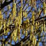 Hazel, Corylus: planting, pruning and care