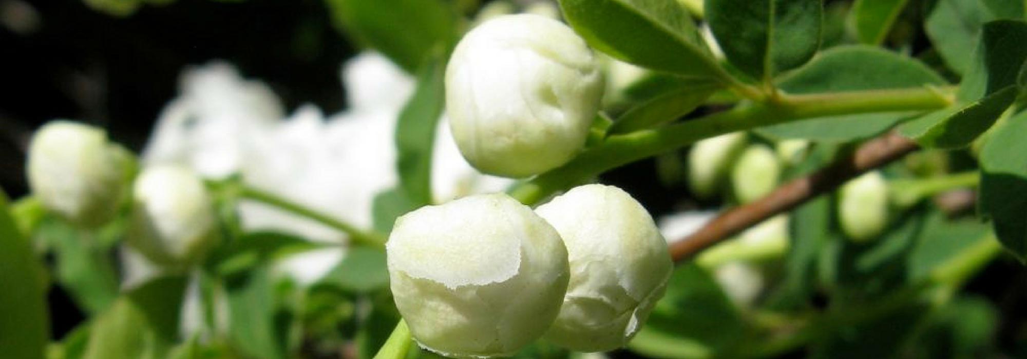 Exochorda, Pearl bush: planting, growing, pruning