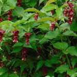 Leycesteria, pheasant tree: planting, pruning and care