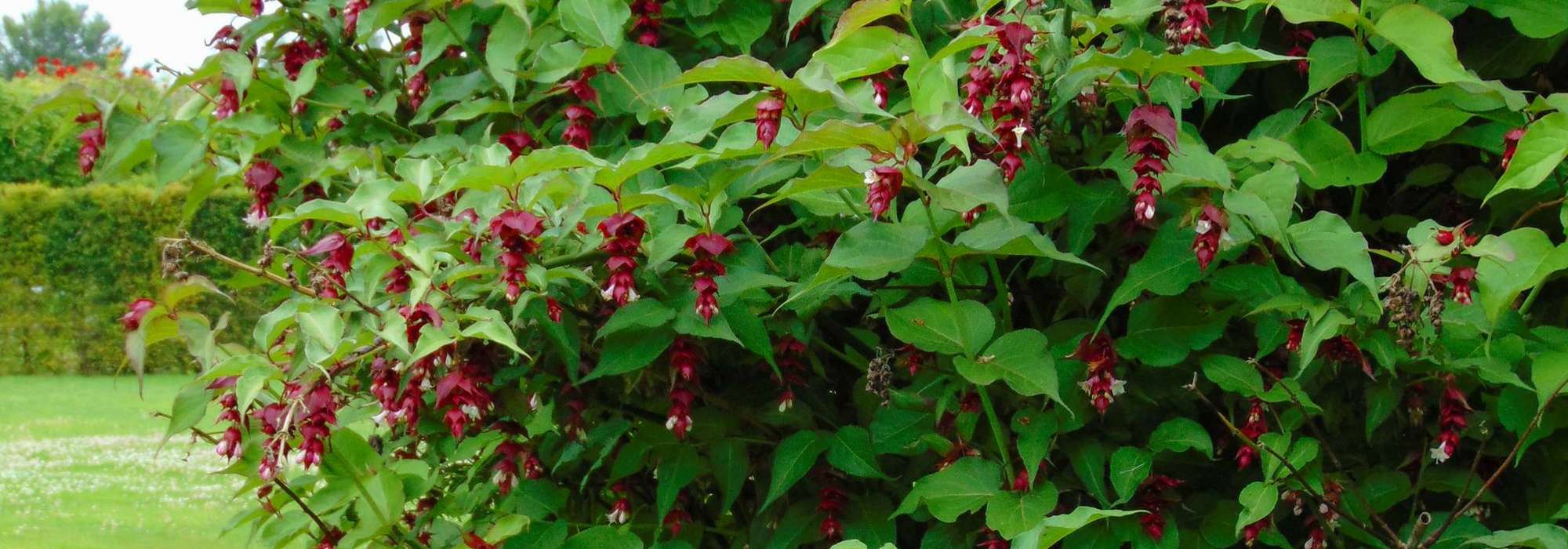 Leycesteria, pheasant tree: planting, pruning and care