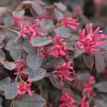 Loropetalum: planting, pruning and care