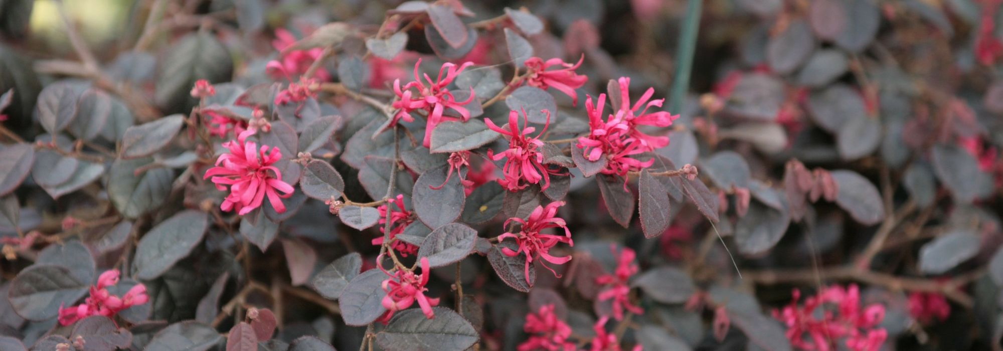 Loropetalum: planting, pruning and care