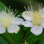 Myrtle, Myrtus : planting, pruning and care