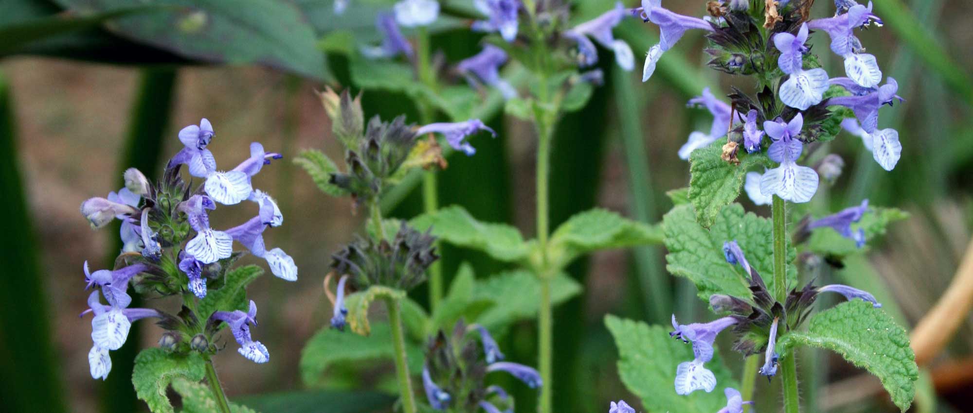 Nepeta, cat mint: planting, cultivation, pruning and maintenance