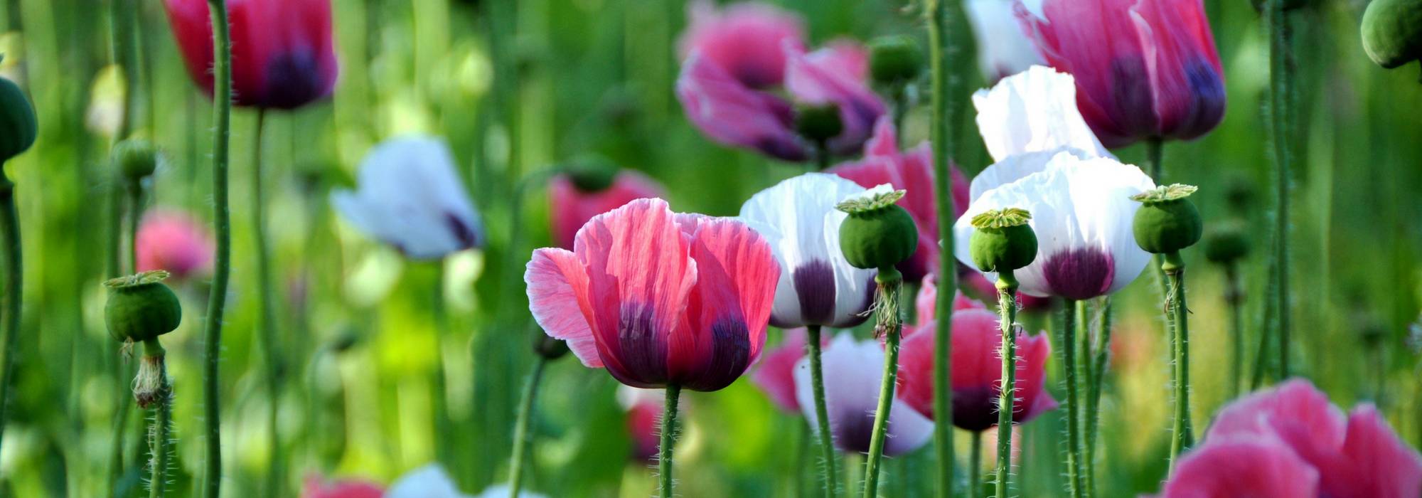 Poppies and annual poppies: sowing, growing and care