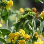 Phlomis, Jerusalem sage: planting, cultivation and care