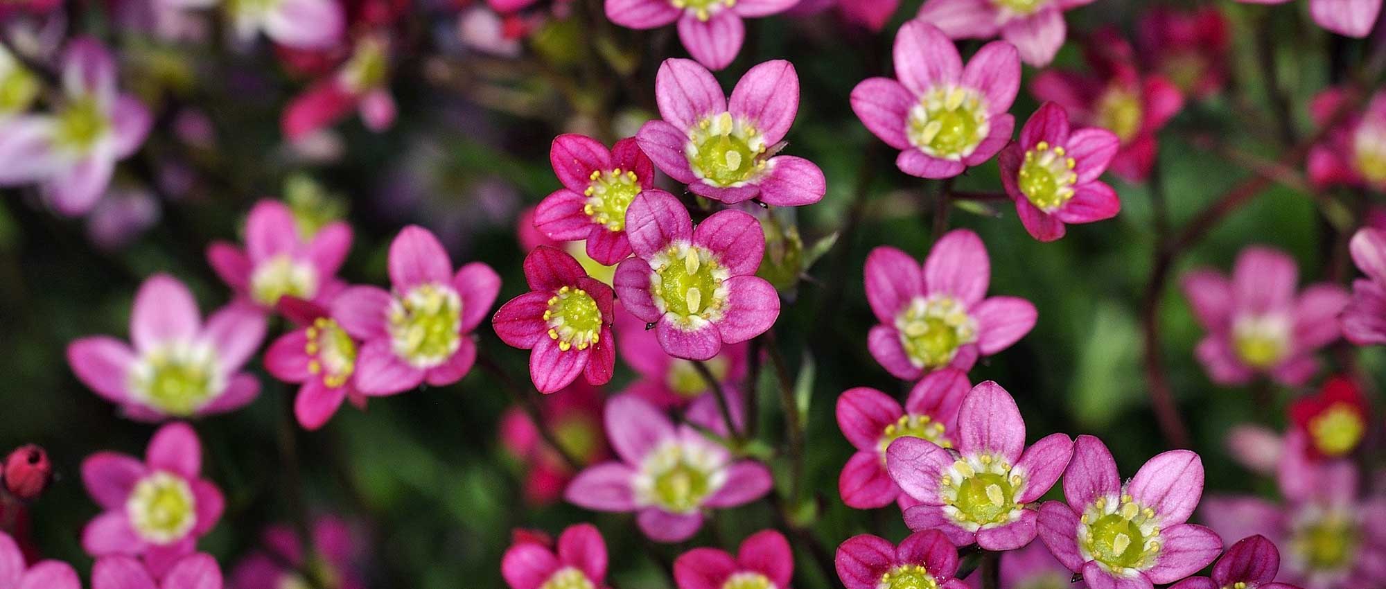 Saxifrages: planting, growing and care