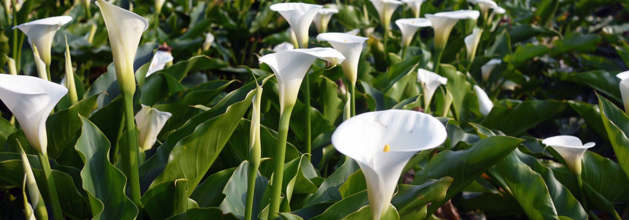 Arum lily: planting, growing and care