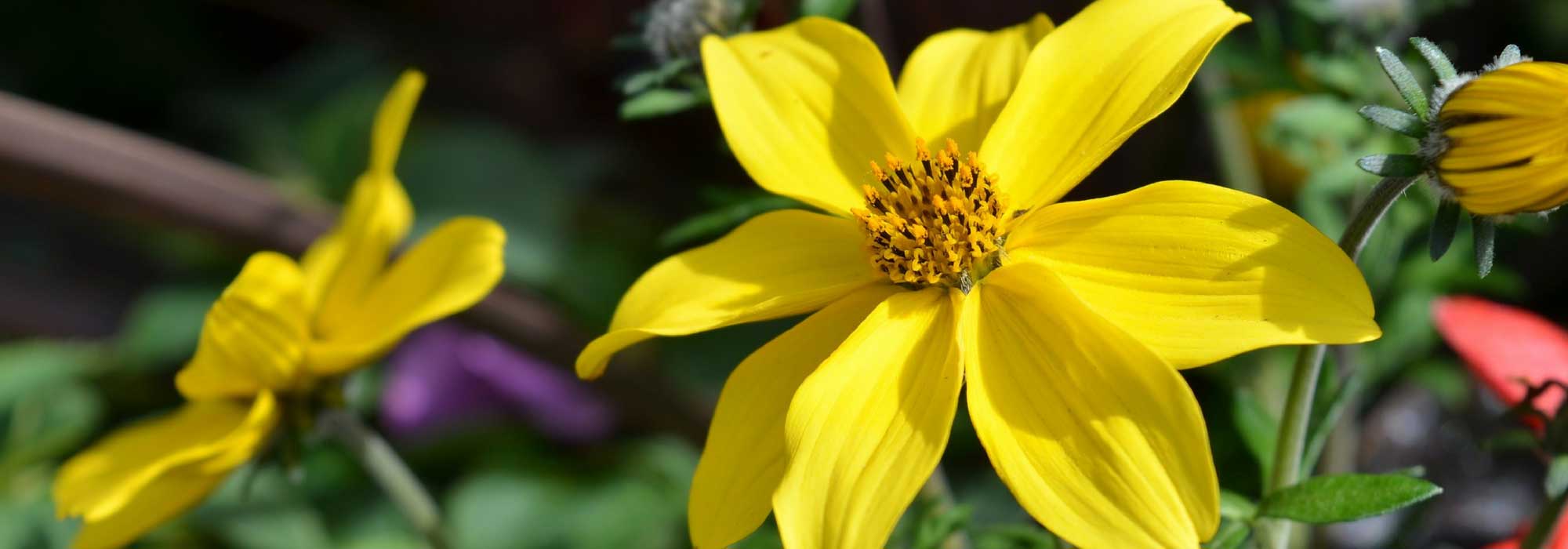 Bidens: planting, growing and care