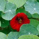 Nasturtium: planting, sowing, maintaining