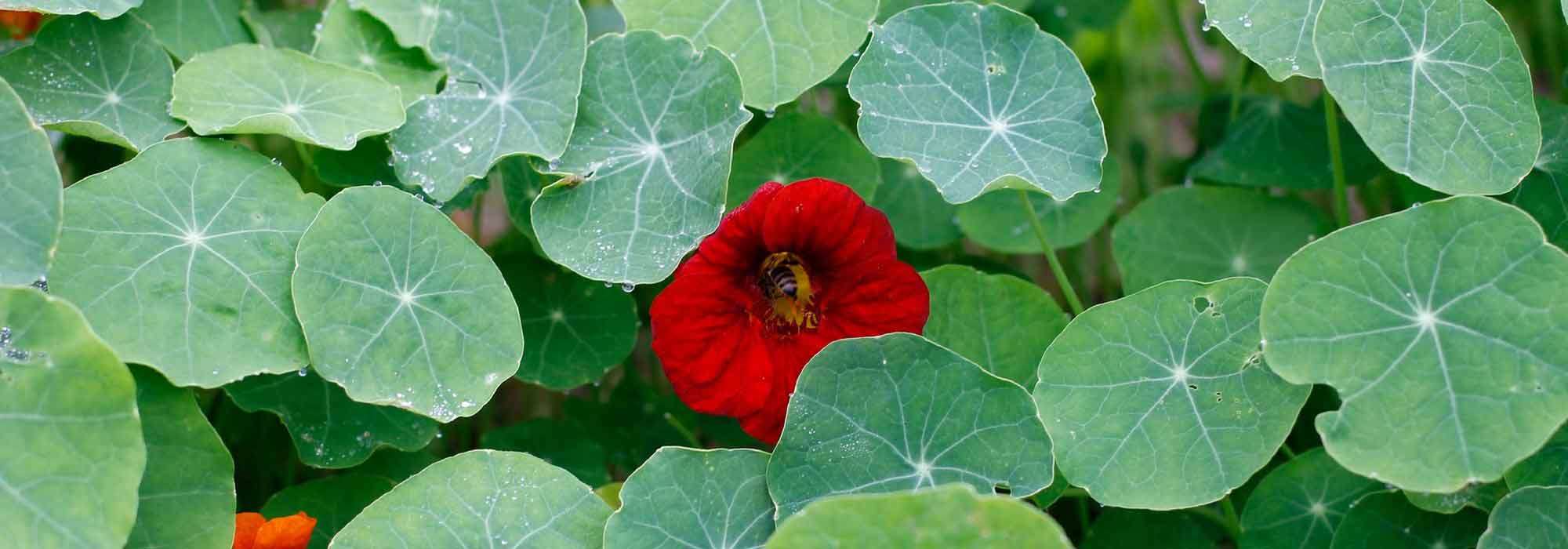 Nasturtium: planting, sowing, maintaining