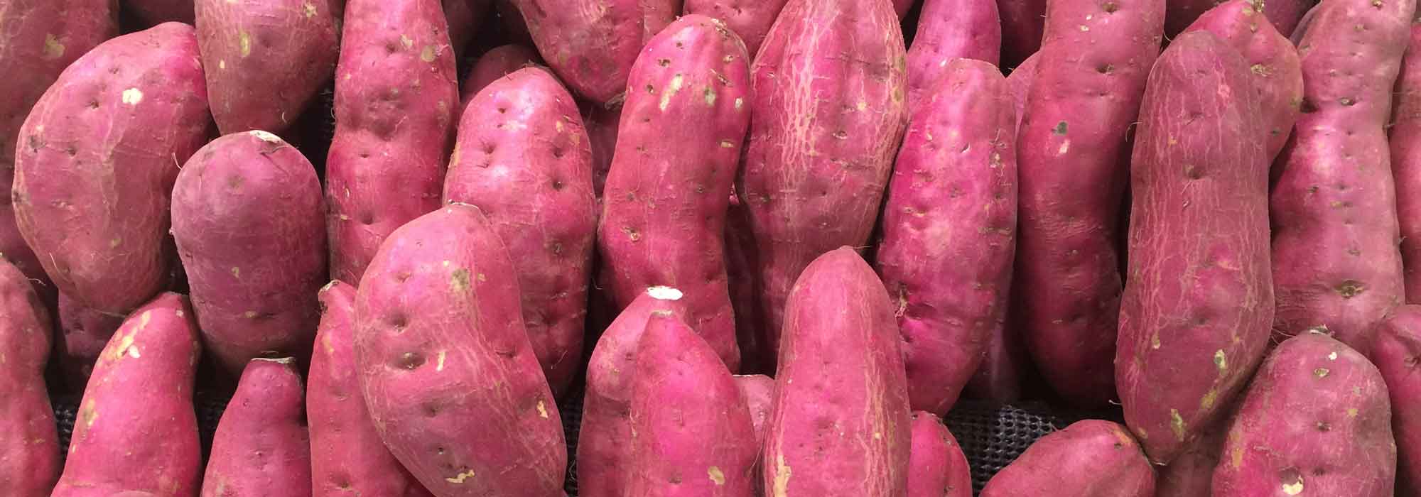 Succeeding in sweet potato cultivation for beautiful harvests