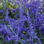 Perovskia, Russian sage: planting, pruning and care