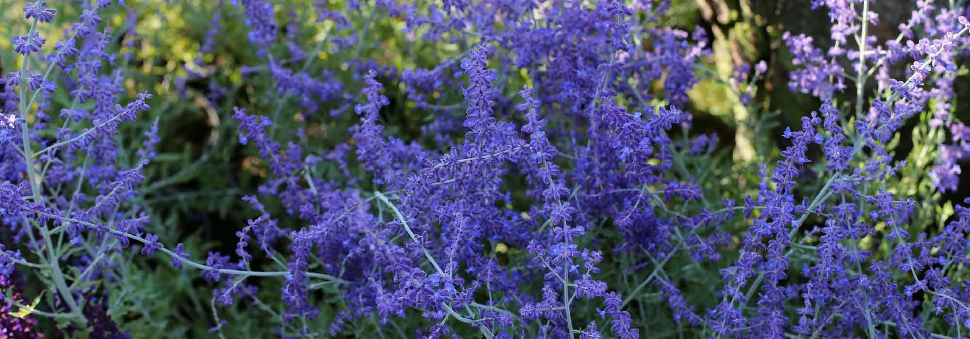 Perovskia, Russian sage: planting, pruning and care