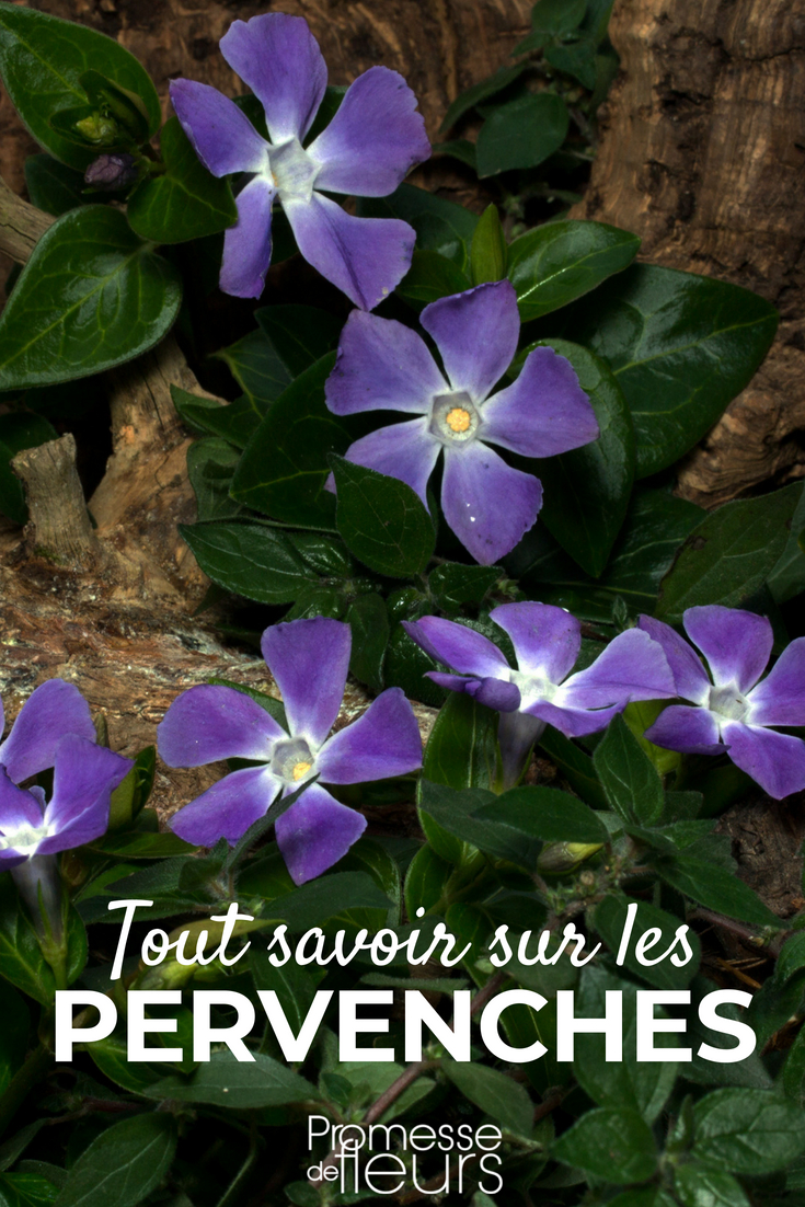 Periwinkle: Planting, Cultivating, and Maintaining - Our Tips