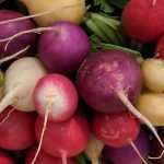 Radish: sowing, growing, harvesting