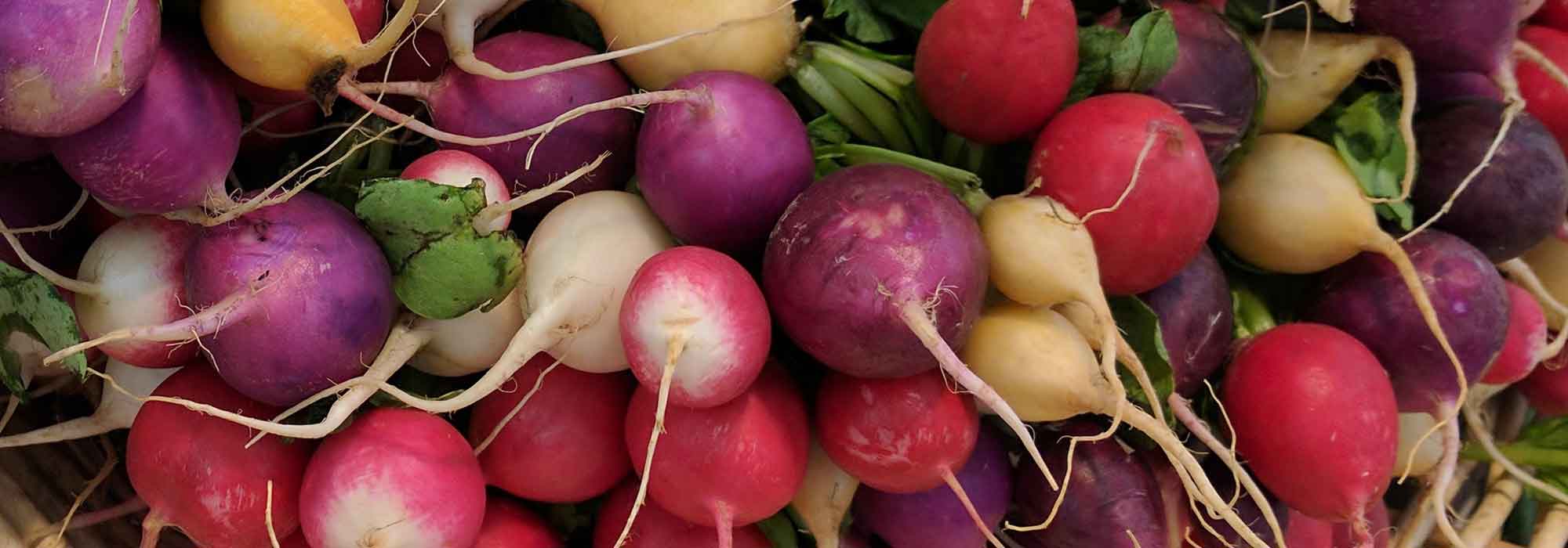 Radish: sowing, growing, harvesting