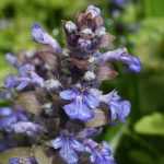 Ajuga : growing and care