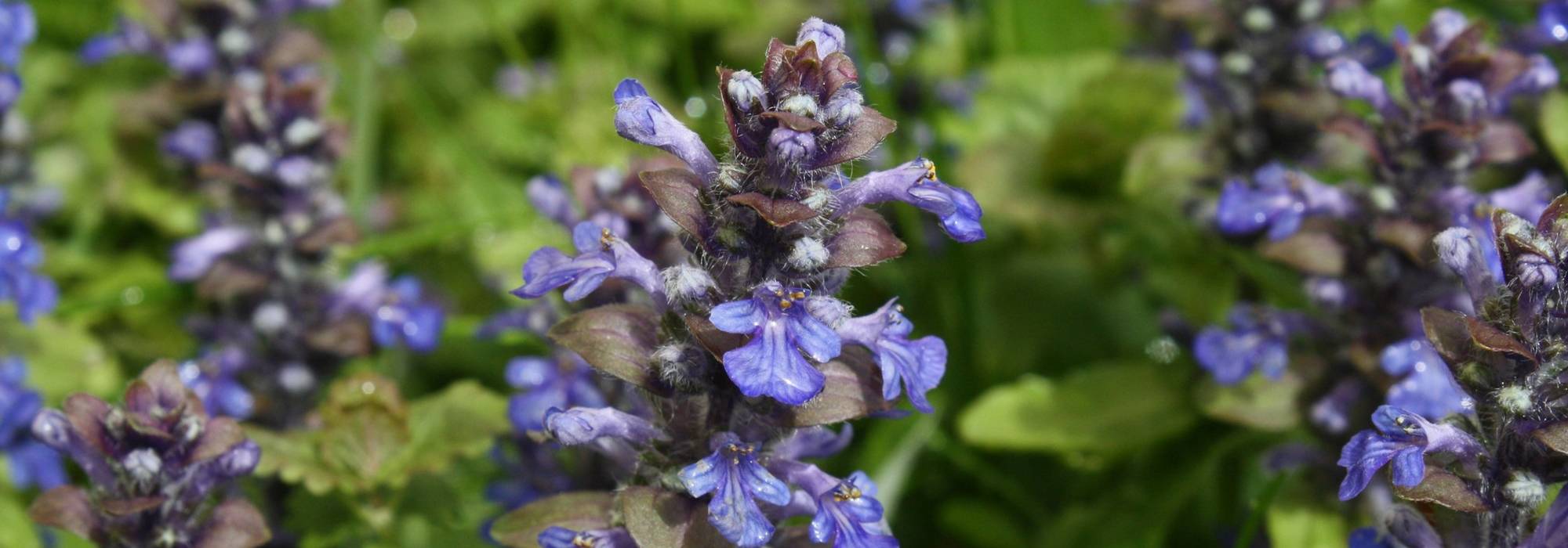 Ajuga : growing and care