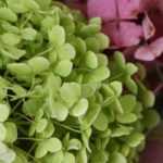 How to dry hydrangea flowers? - Tutorial