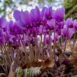 Cyclamen: planting, growing and care