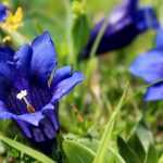 Gentian: planting, growing and care