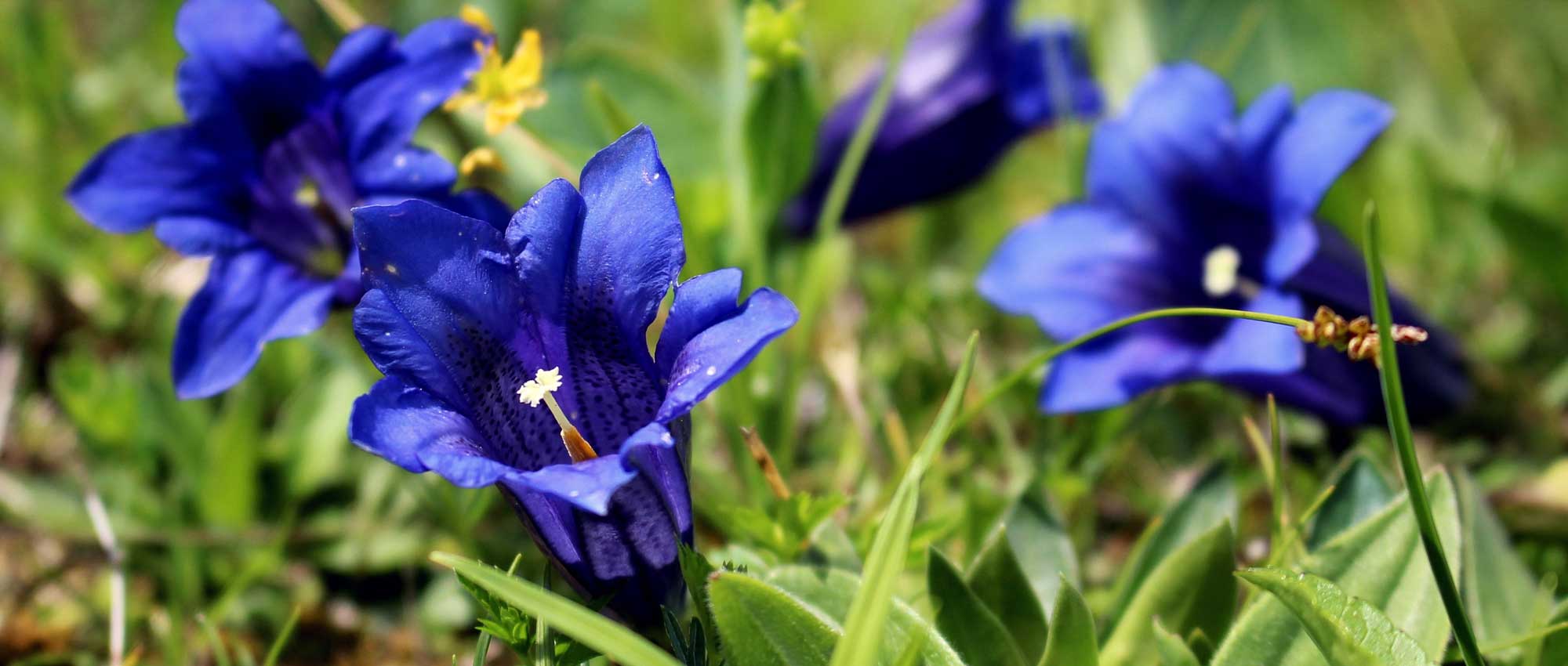 Gentian: planting, growing and care