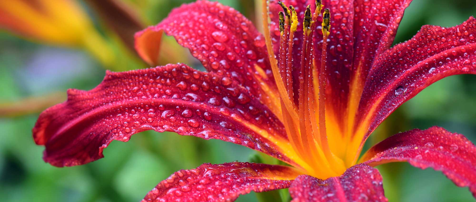Daylily: planting, cultivation, division and maintenance