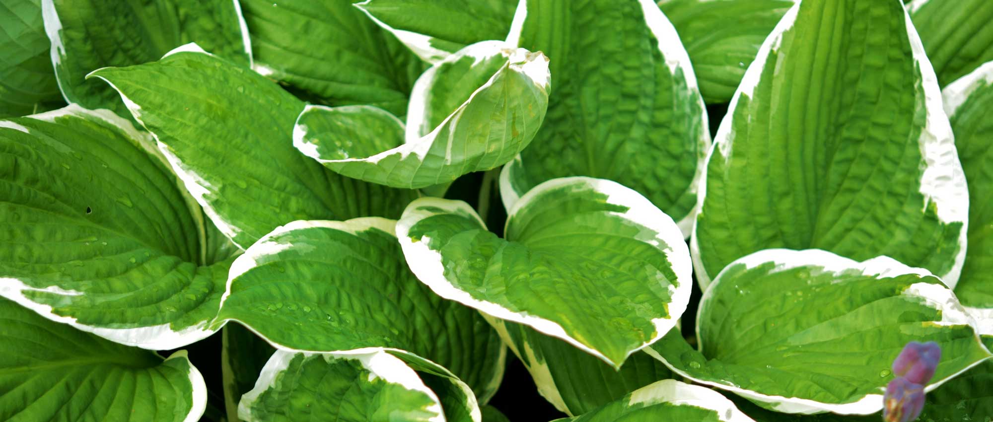 Hosta: planting, growing and care