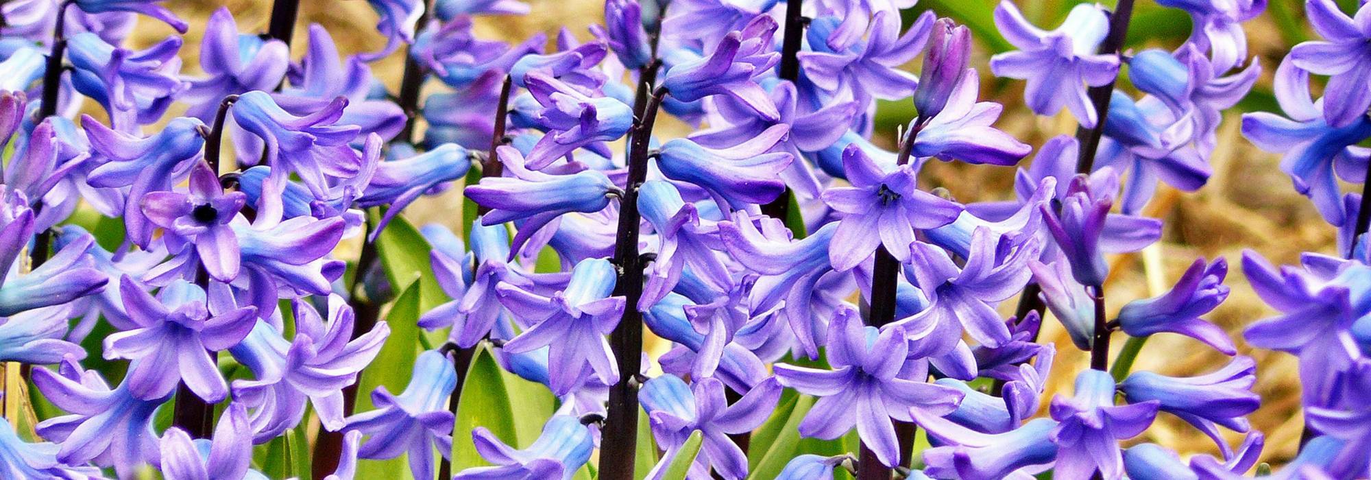 Hyacinth: planting, growing and care