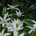 Ornithogalums: planting, growing and care