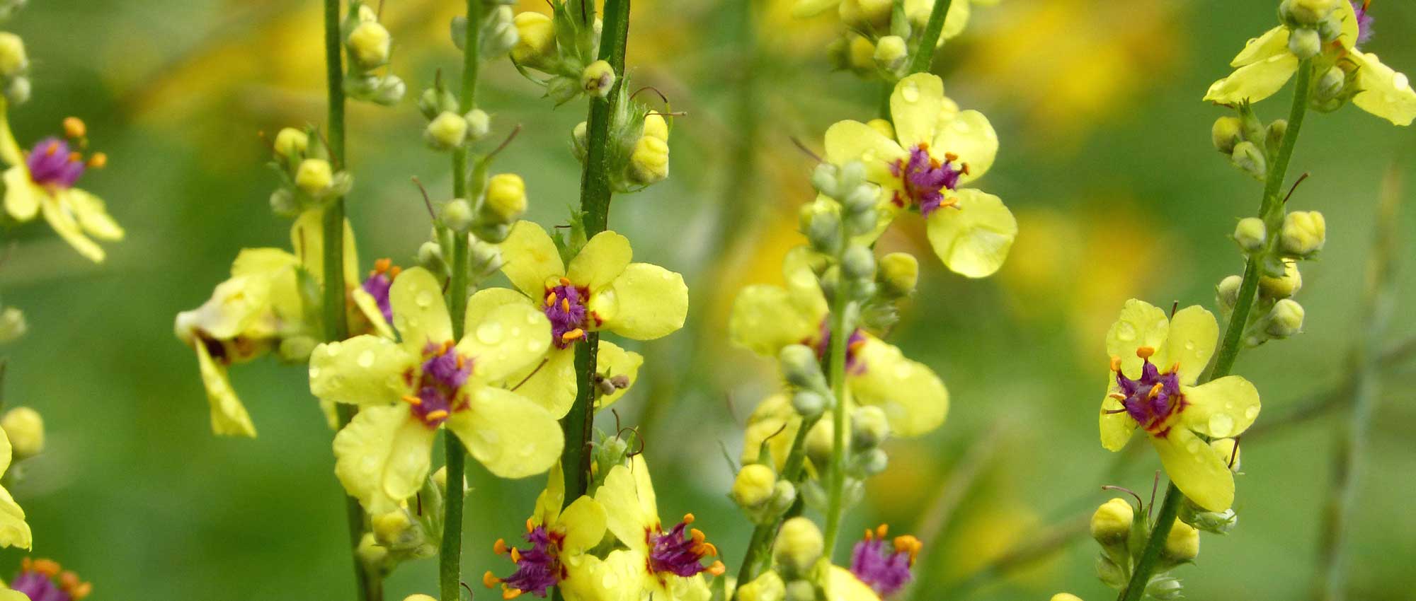 Verbascum, mullein: planting, growing and care