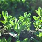 Broad bean: to sow, to grow, to harvest