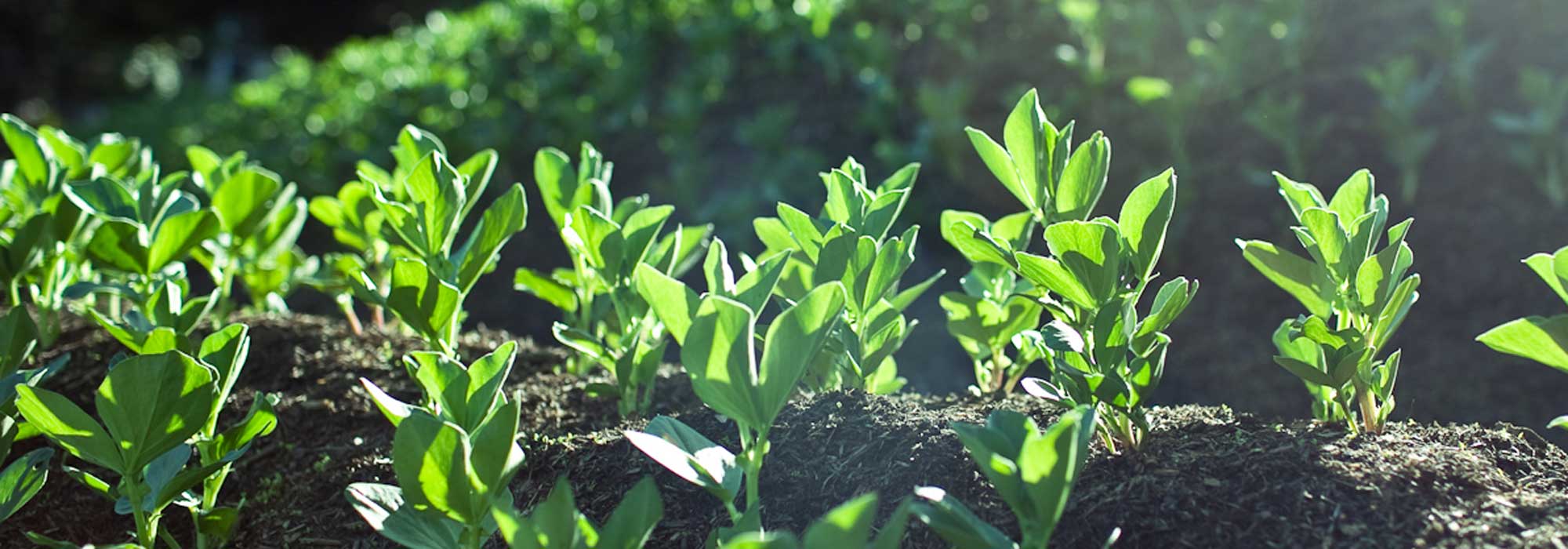 Broad bean: to sow, to grow, to harvest