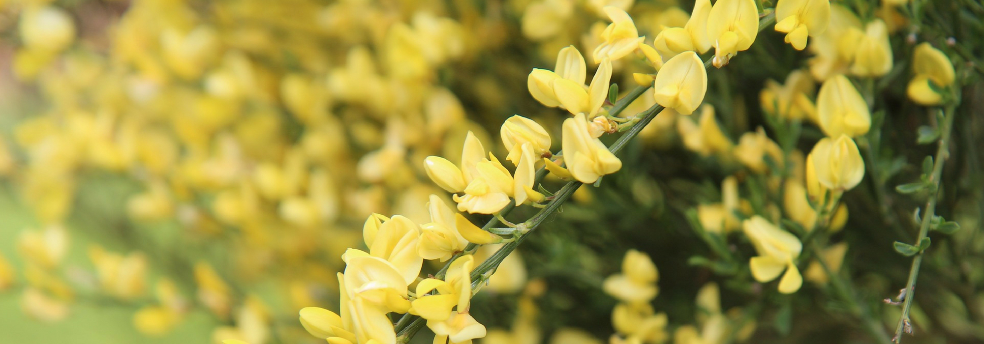 Broom, Cytisus : planting, pruning, maintenance
