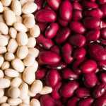 Beans : to sow, to grow, to harvest in the vegetable garden