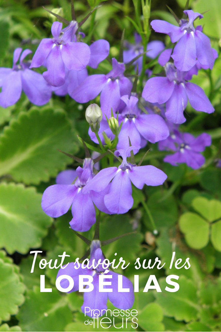 Discover everything you need to know about the Lobelia, whether annual or perennial: sowing, planting, cultivation, and maintenance... as well as our tips for pairing it in the garden or in hanging baskets.