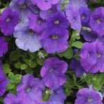 Petunia, Surfinia, Calibrachoa: planting, sowing, care