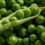 Peas : sow, to grow, harvest in vegetable garden