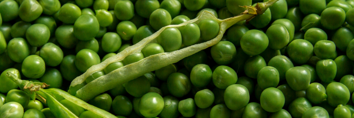Peas : sow, to grow, harvest in vegetable garden