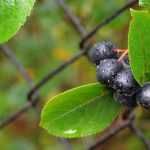 Aronia: planting, pruning and care