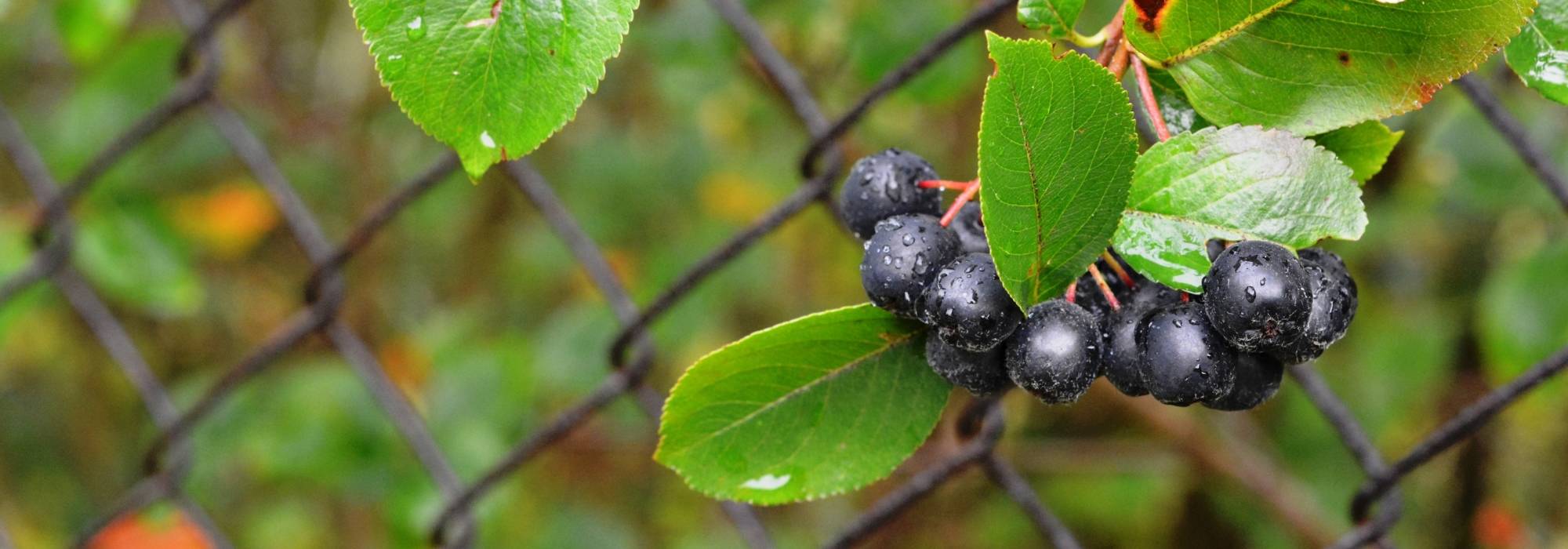 Aronia: planting, pruning and care