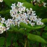 Catalpa: planting, pruning and care