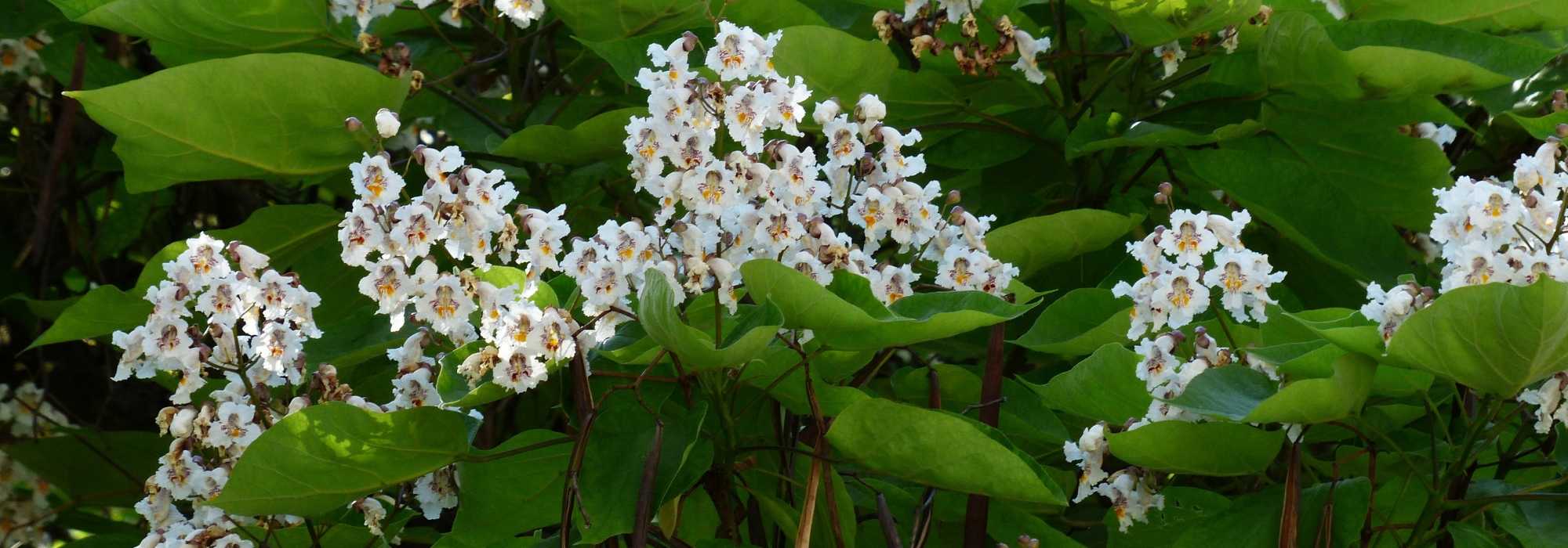 Catalpa: planting, pruning and care